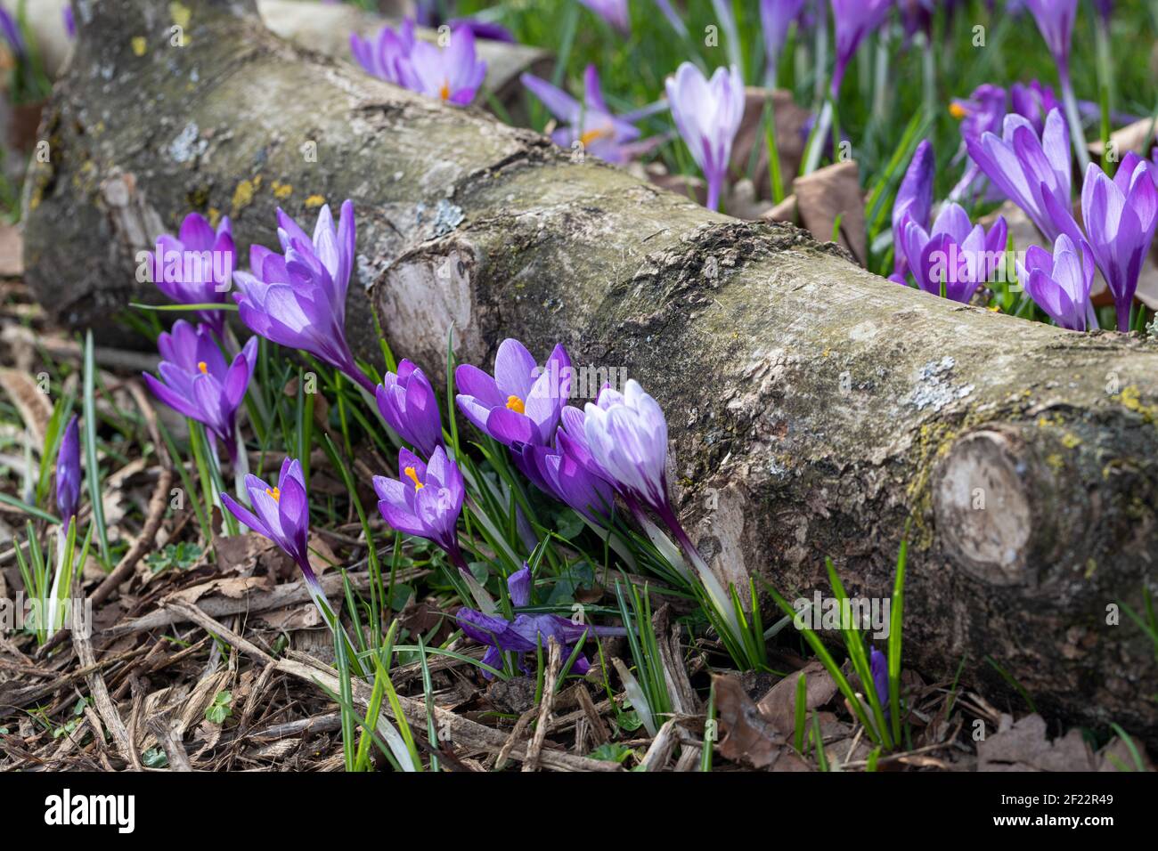 Primo piano di croco a righe viola e bianco che fiorì in un giardino boschivo in primavera tra foglie secche cadute e un tronco di legno, Inghilterra, Regno Unito Foto Stock