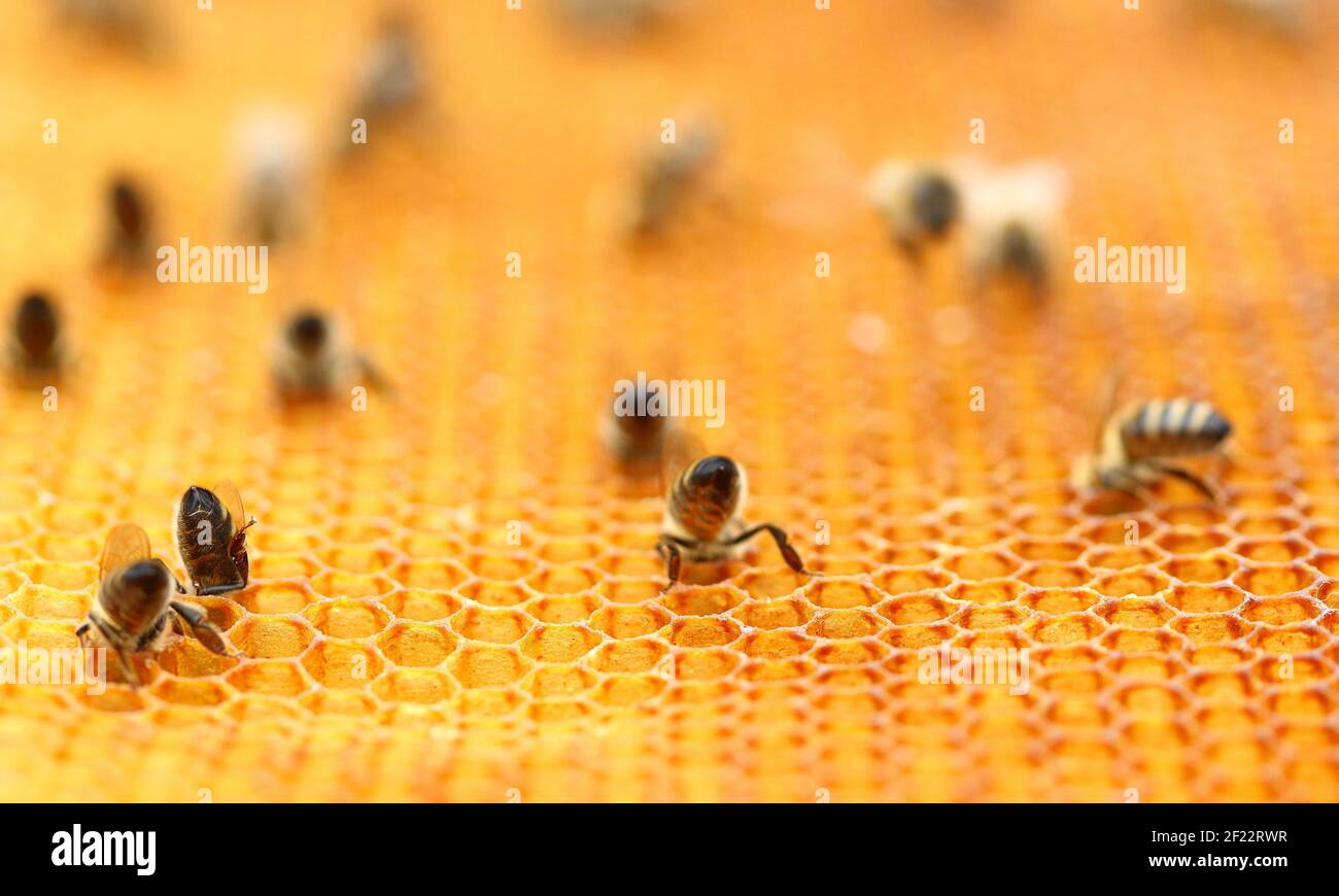 Api mellifere su cellule a nido d'ape, vista ravvicinata Foto Stock