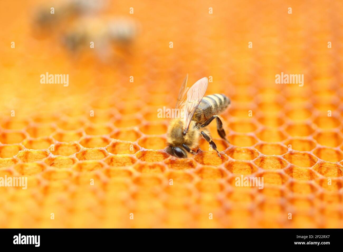 Api mellifere su cellule a nido d'ape, vista ravvicinata Foto Stock
