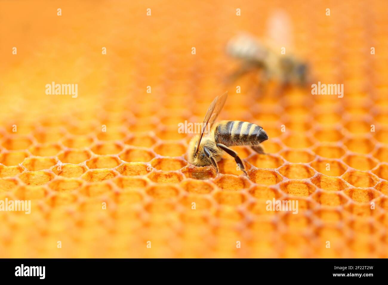 Api mellifere su cellule a nido d'ape, vista ravvicinata Foto Stock