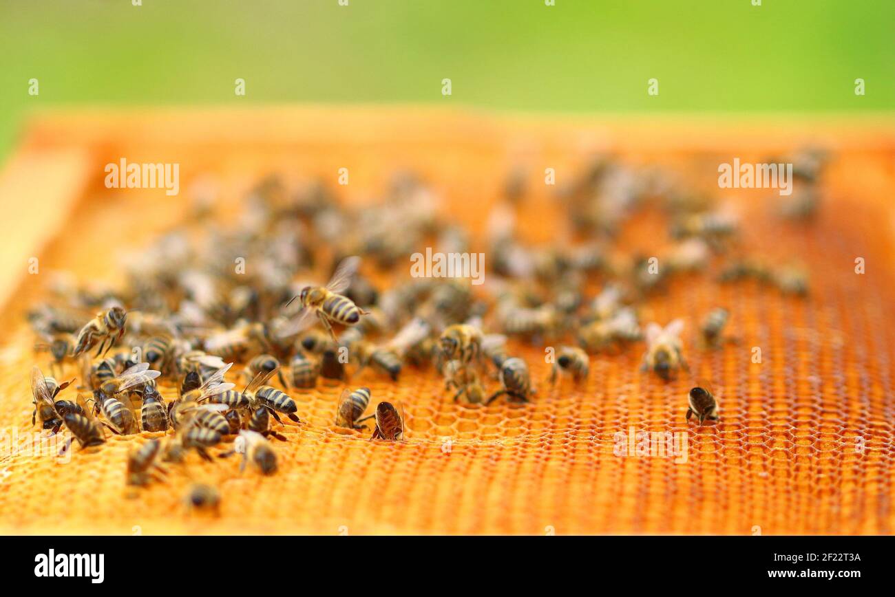 Api mellifere su cellule a nido d'ape, vista ravvicinata Foto Stock