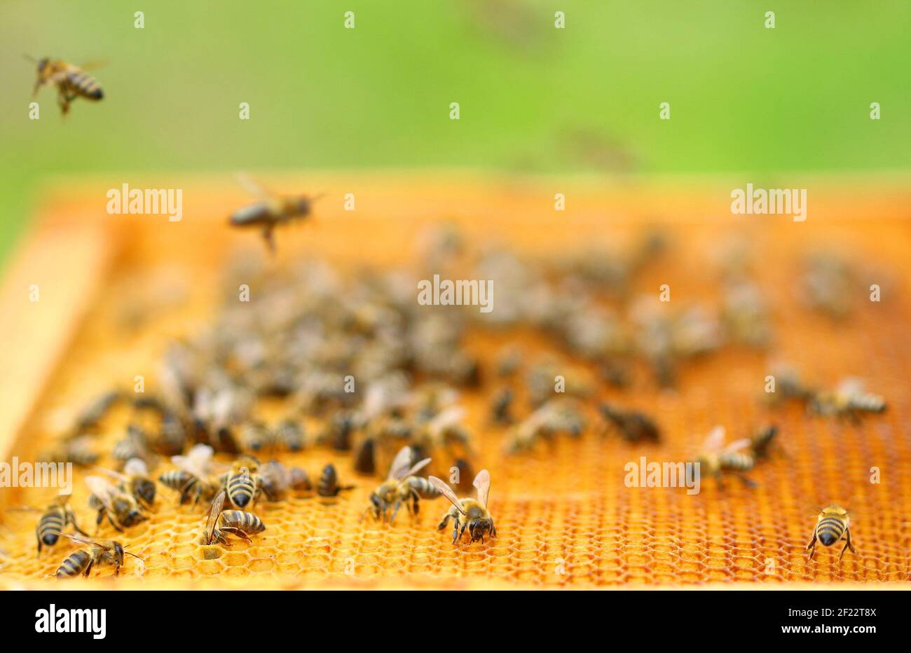 Api mellifere su cellule a nido d'ape, vista ravvicinata Foto Stock