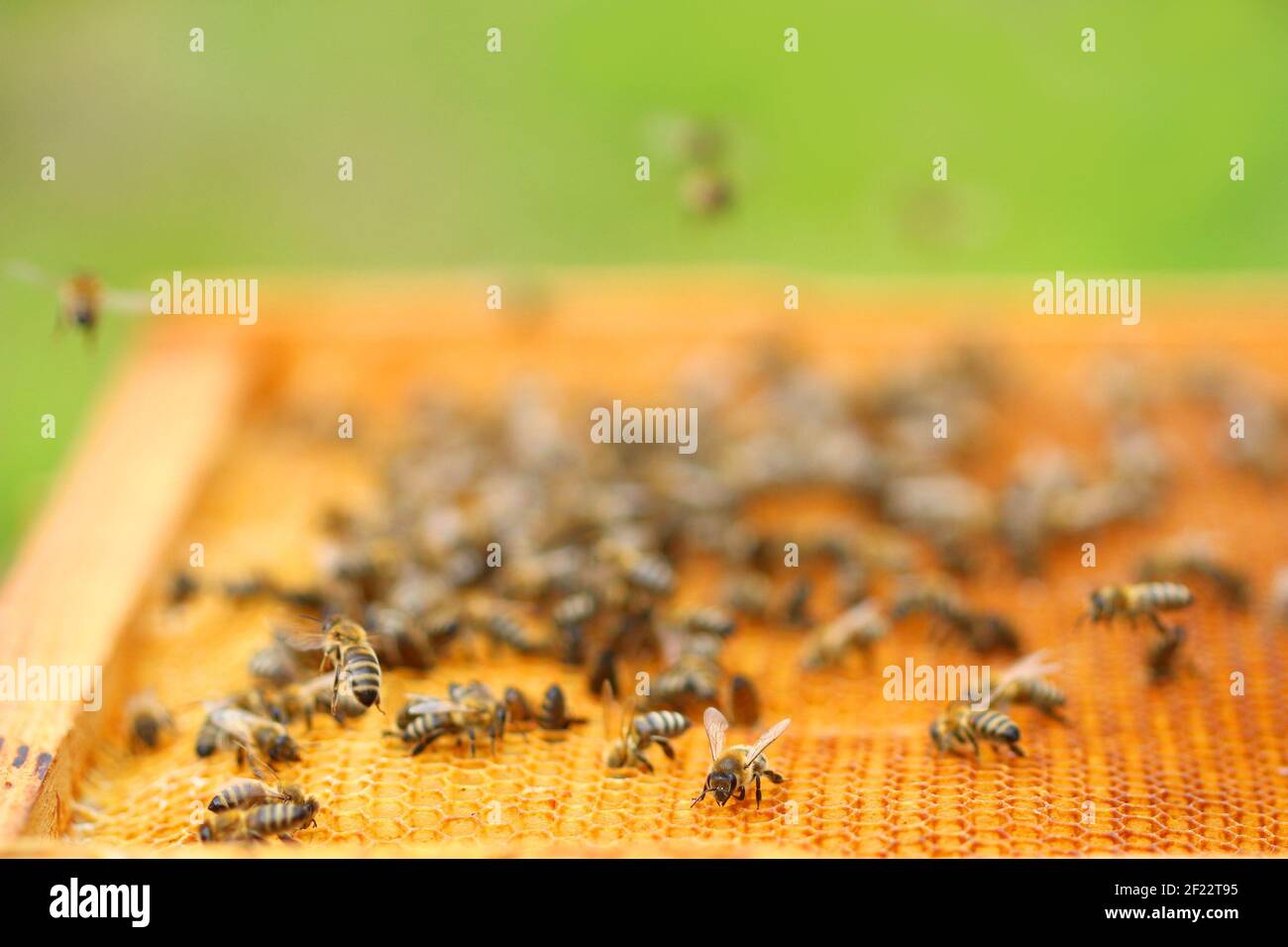 Api mellifere su cellule a nido d'ape, vista ravvicinata Foto Stock
