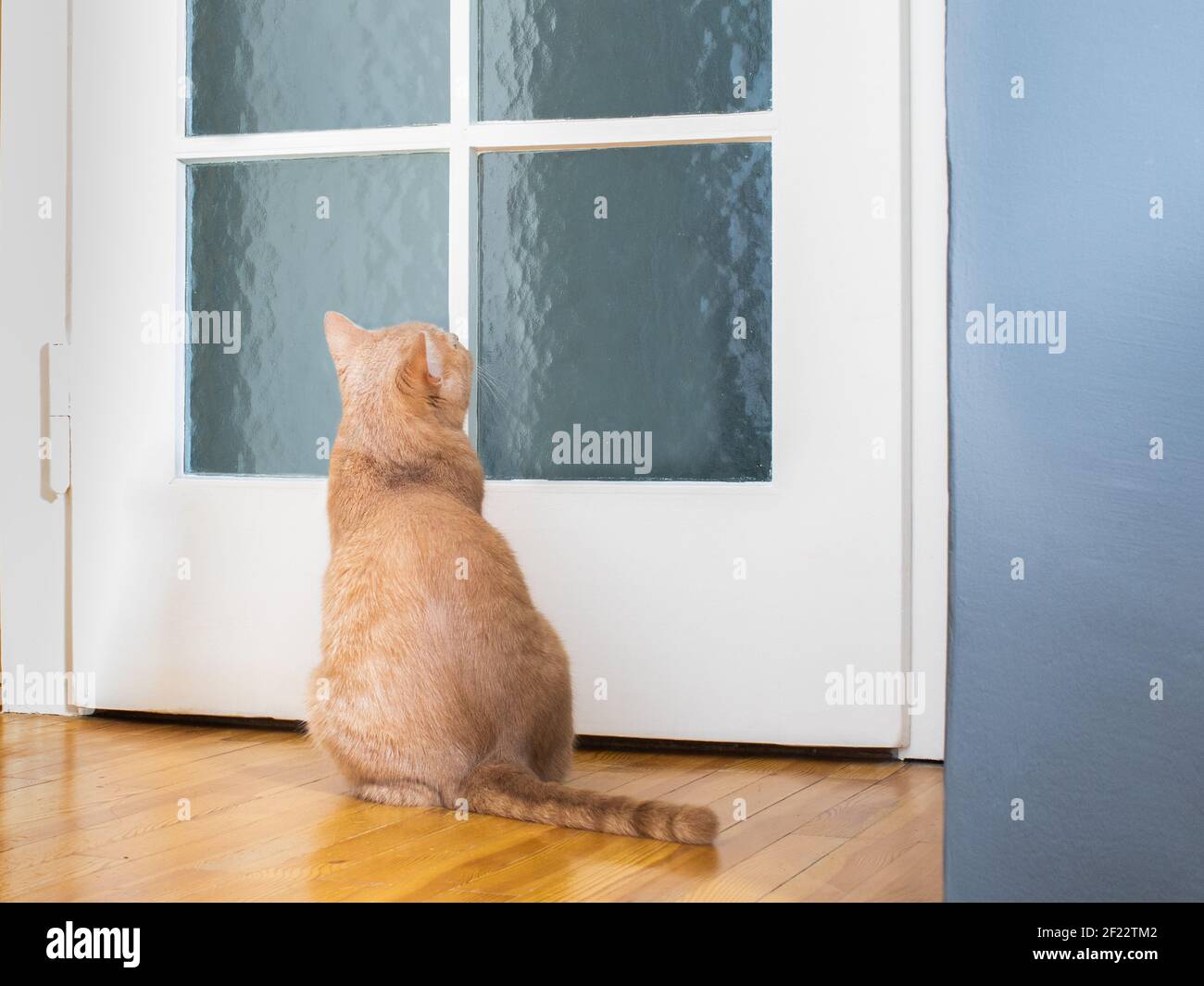 Gattino gatto in attesa alla porta Foto Stock
