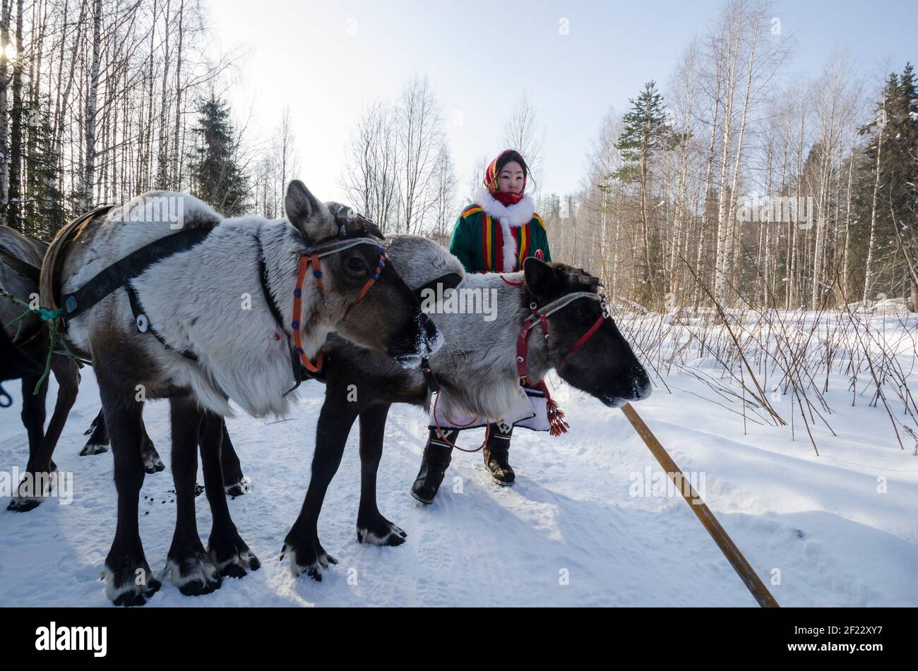 Marzo 2021 - Golubino. Giornata degli allevatori di renne. I Nenets vanno con una Corea e renna. Russia, regione di Arkhangelsk Foto Stock