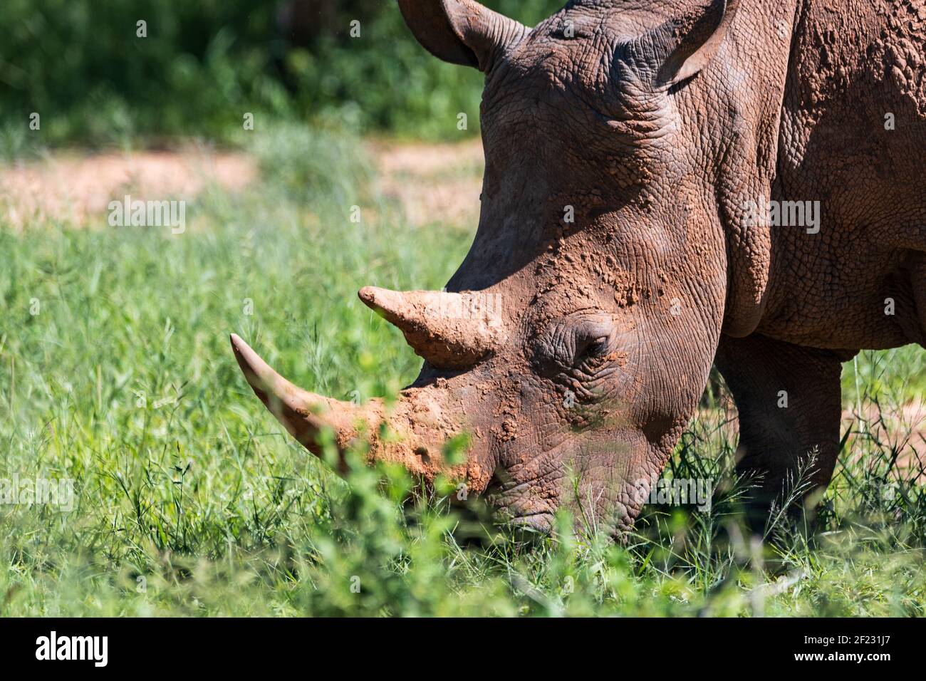 Un primo piano di rinoceronti Foto Stock