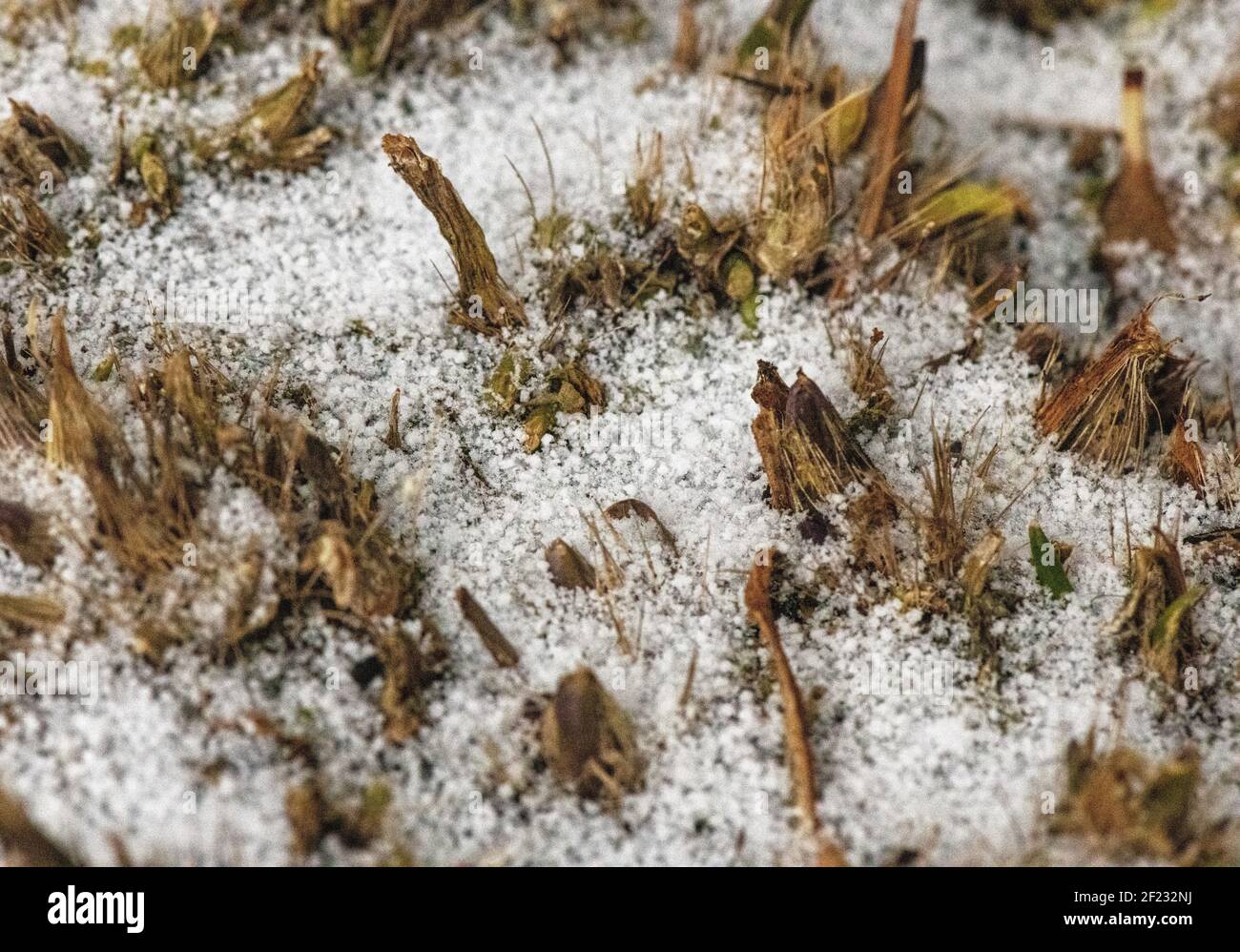 Neve che copre le teste di piante da giardino ingiallenti, inverno inglese Foto Stock