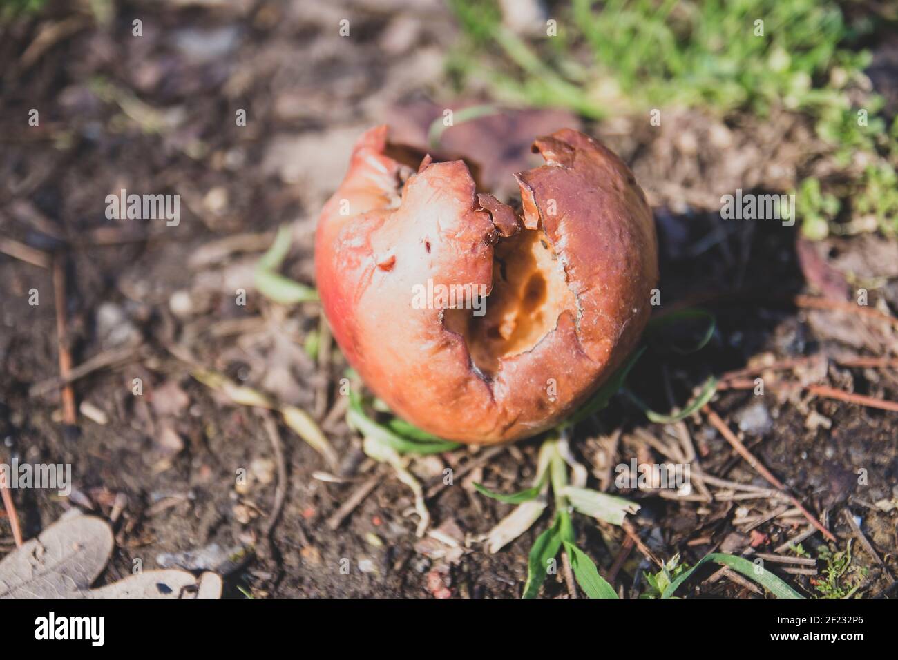 La mela rossa marcita è in dumping sul terreno. Torna alla natura Foto Stock