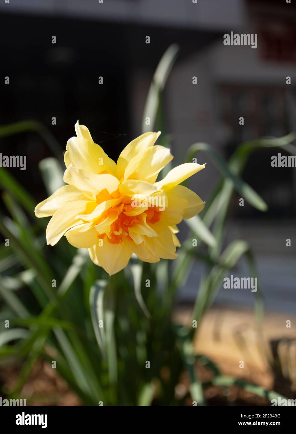 Giallo daffodil fiore in primavera. Daffodil fuoco selettivo. Foto Stock