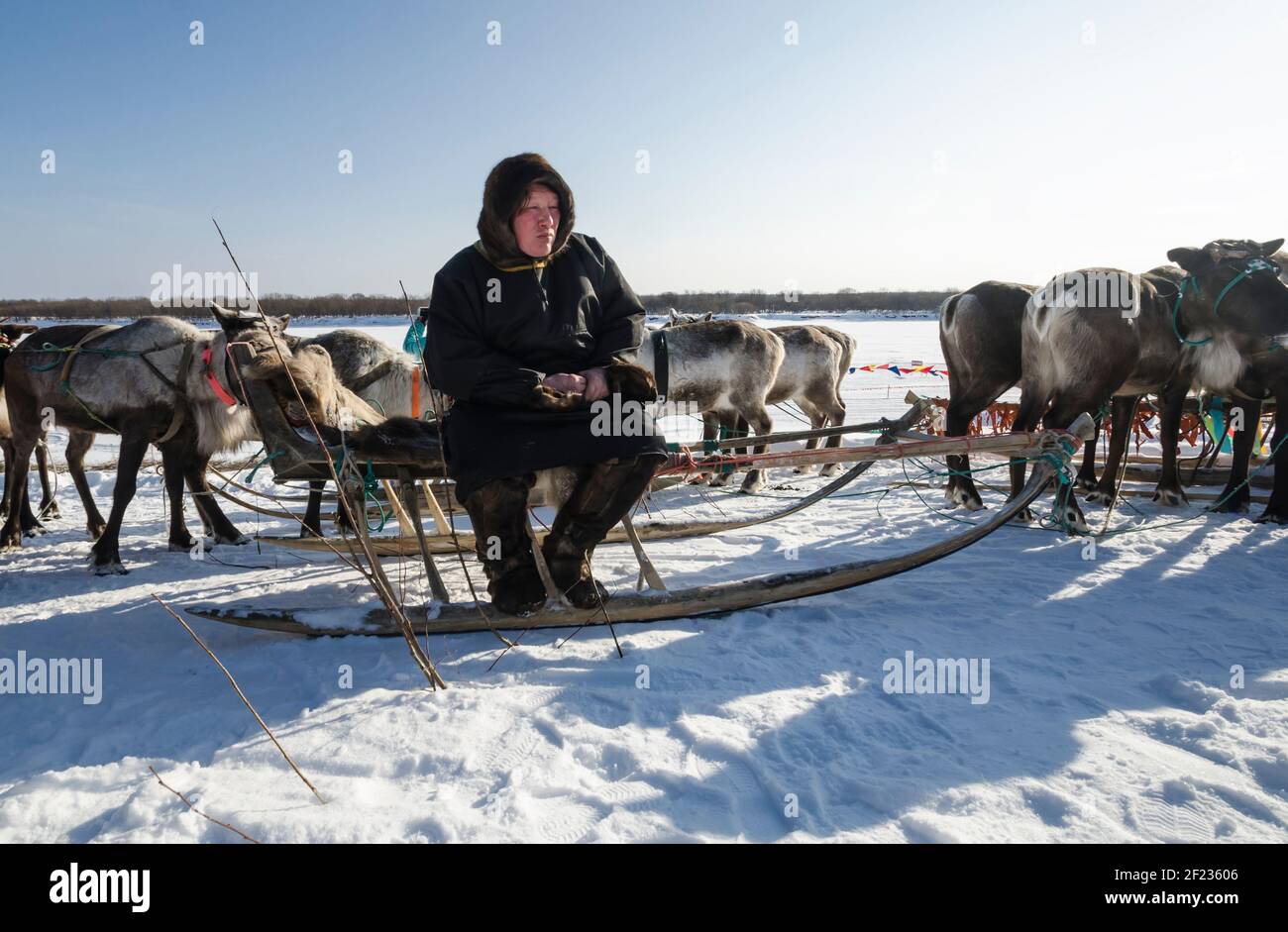 Marzo 2021 - Golubino. Una mandria di renna in abito nazionale si siede su una slitta. Russia, regione di Arkhangelsk Foto Stock