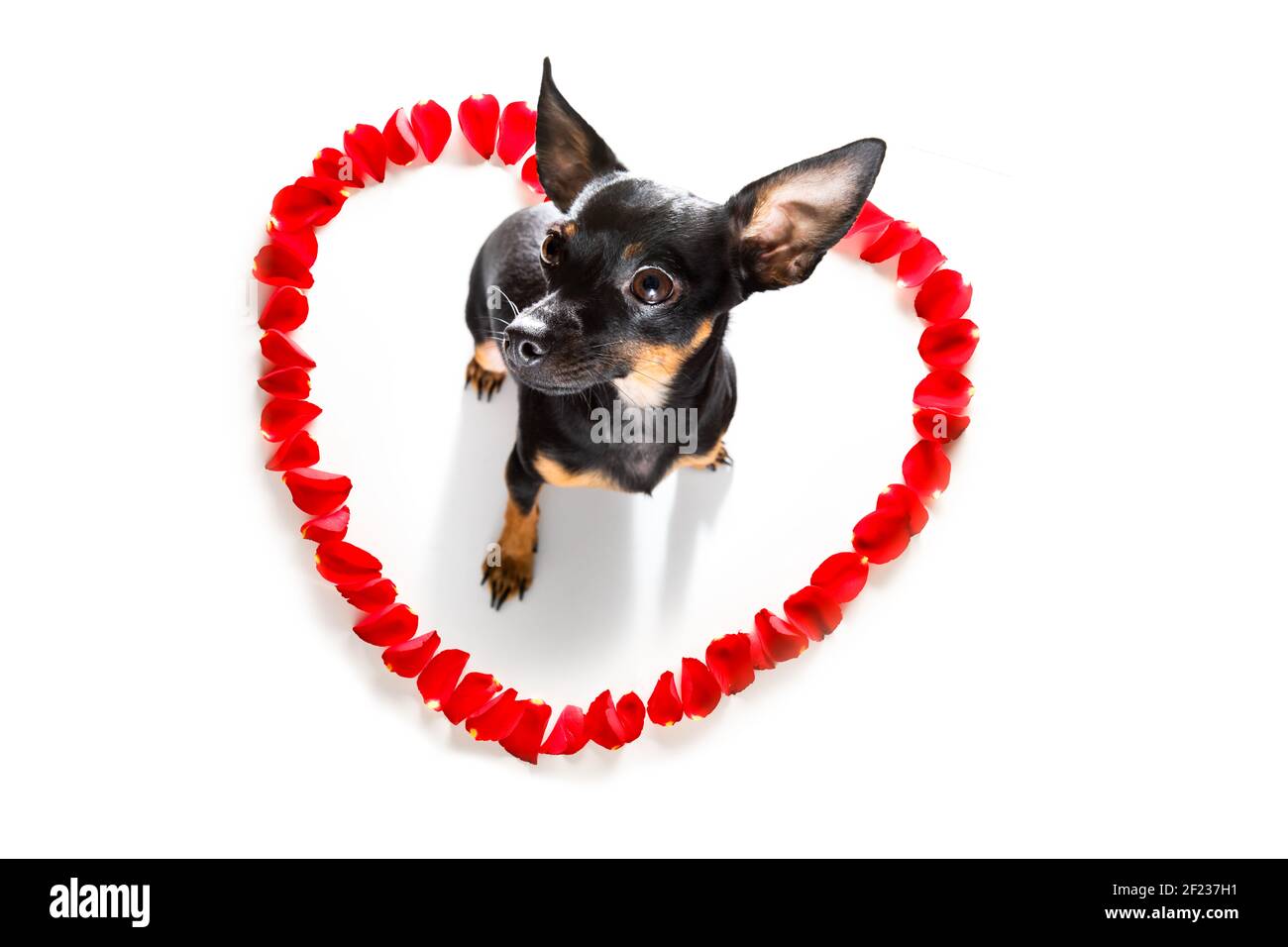 Buon cane valentines Foto Stock