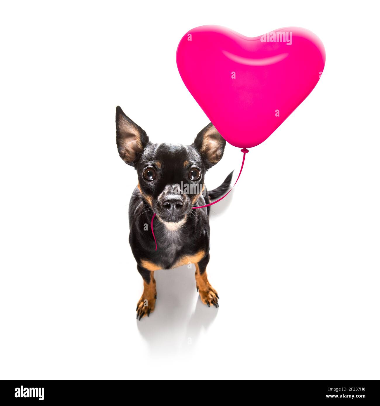 Buon cane valentines Foto Stock