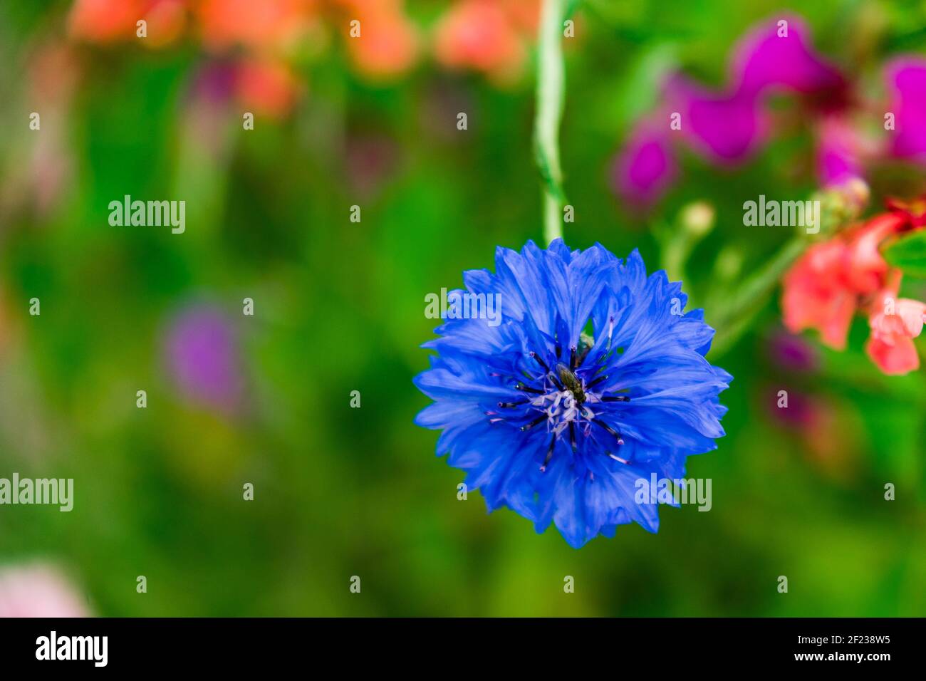 Un fiore selvatico con una mosca che si alimenta sul polline in una giornata estiva soleggiata Foto Stock
