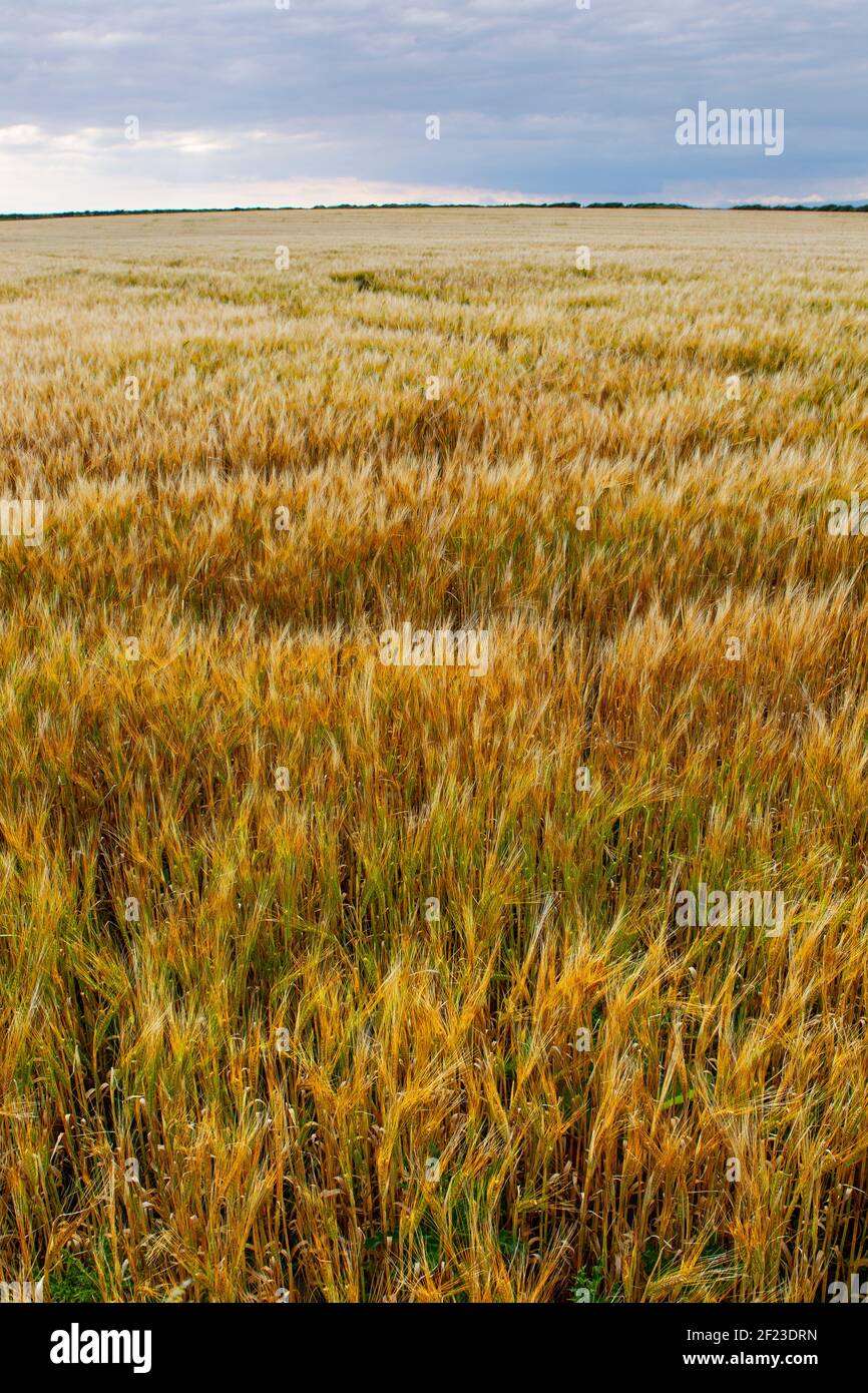campo di frumento Foto Stock
