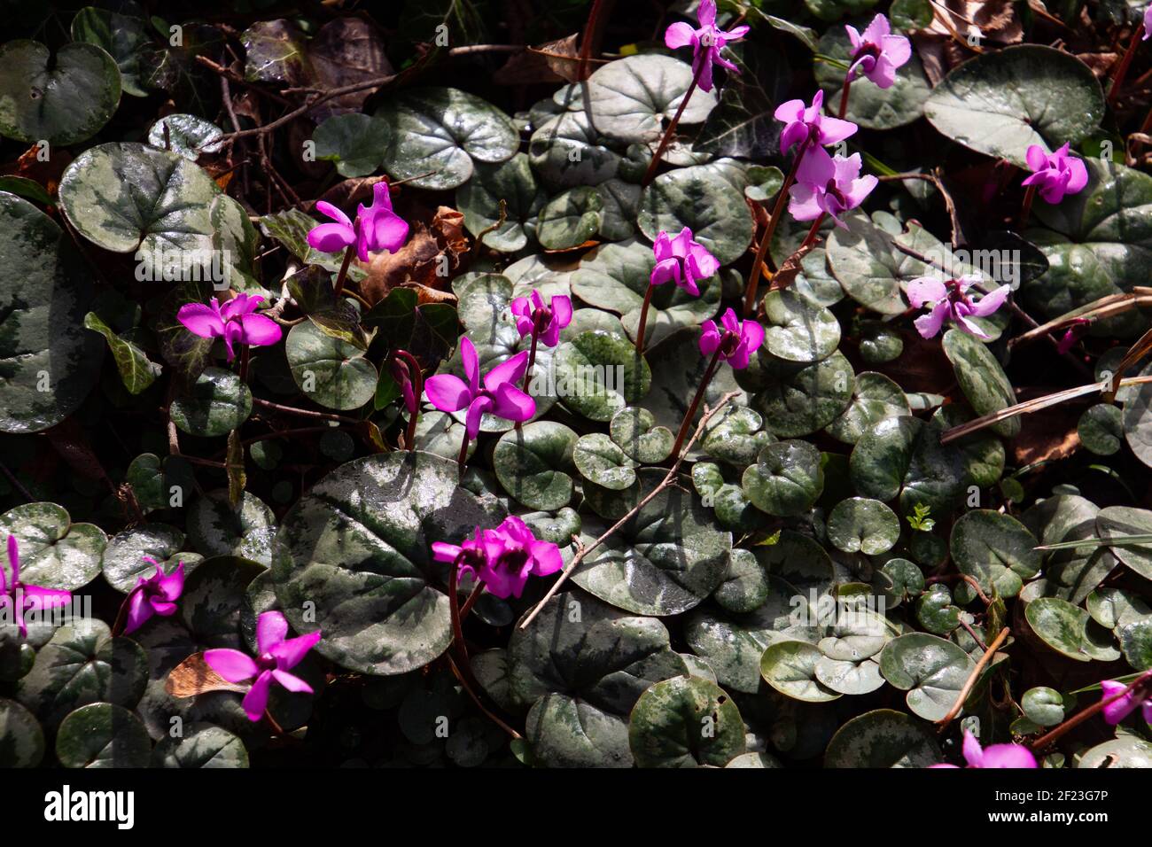 Fiore di ciclamino europeo, chiamato anche purascangine di ciclamino o Alpenveilchen Foto Stock