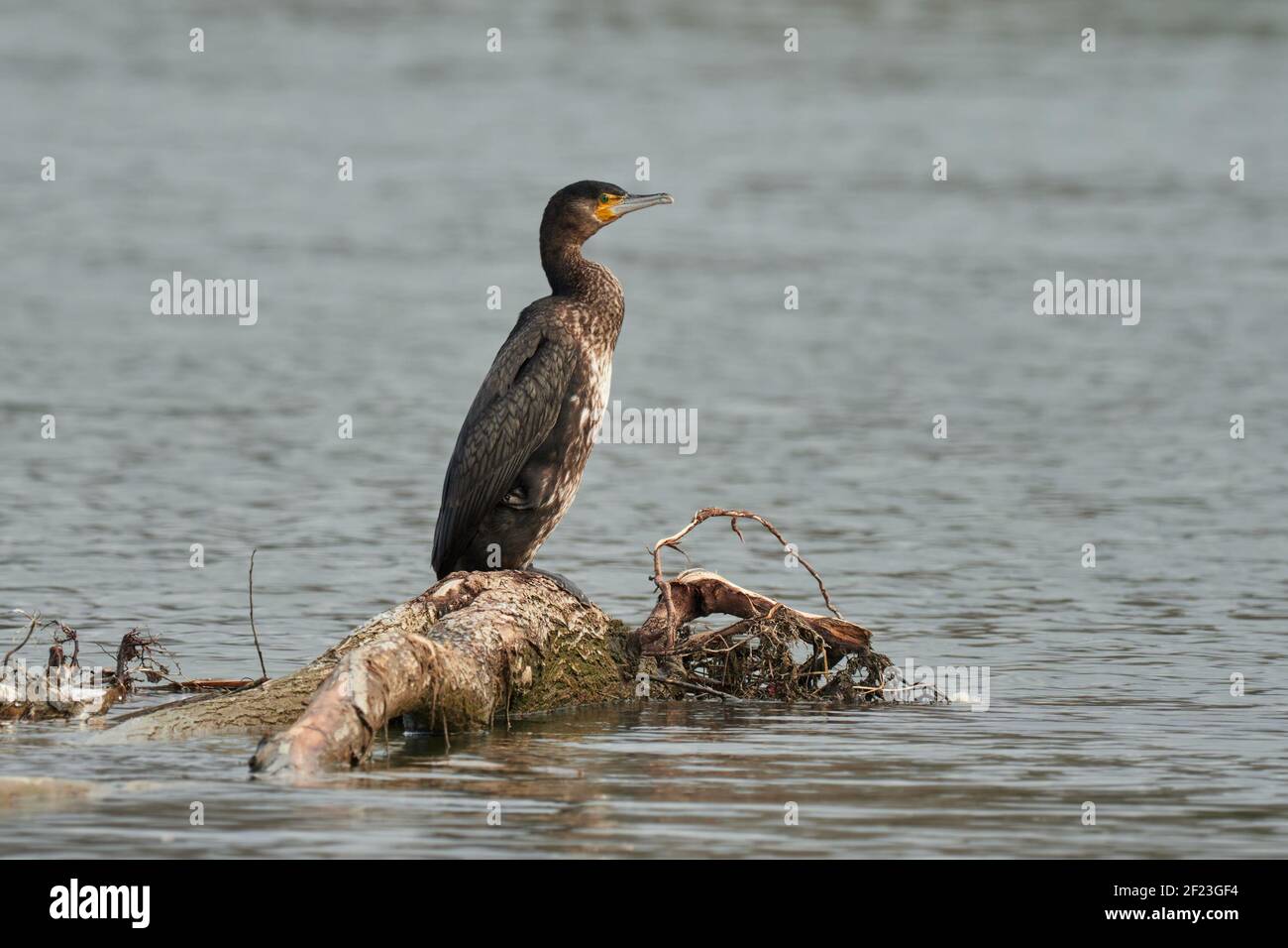 Grande uccello cormorano seduto su legno vecchio in acqua. Alla ricerca di cibo, pesce nel fiume. Genere specie Phalacrocorax carbo. Foto Stock