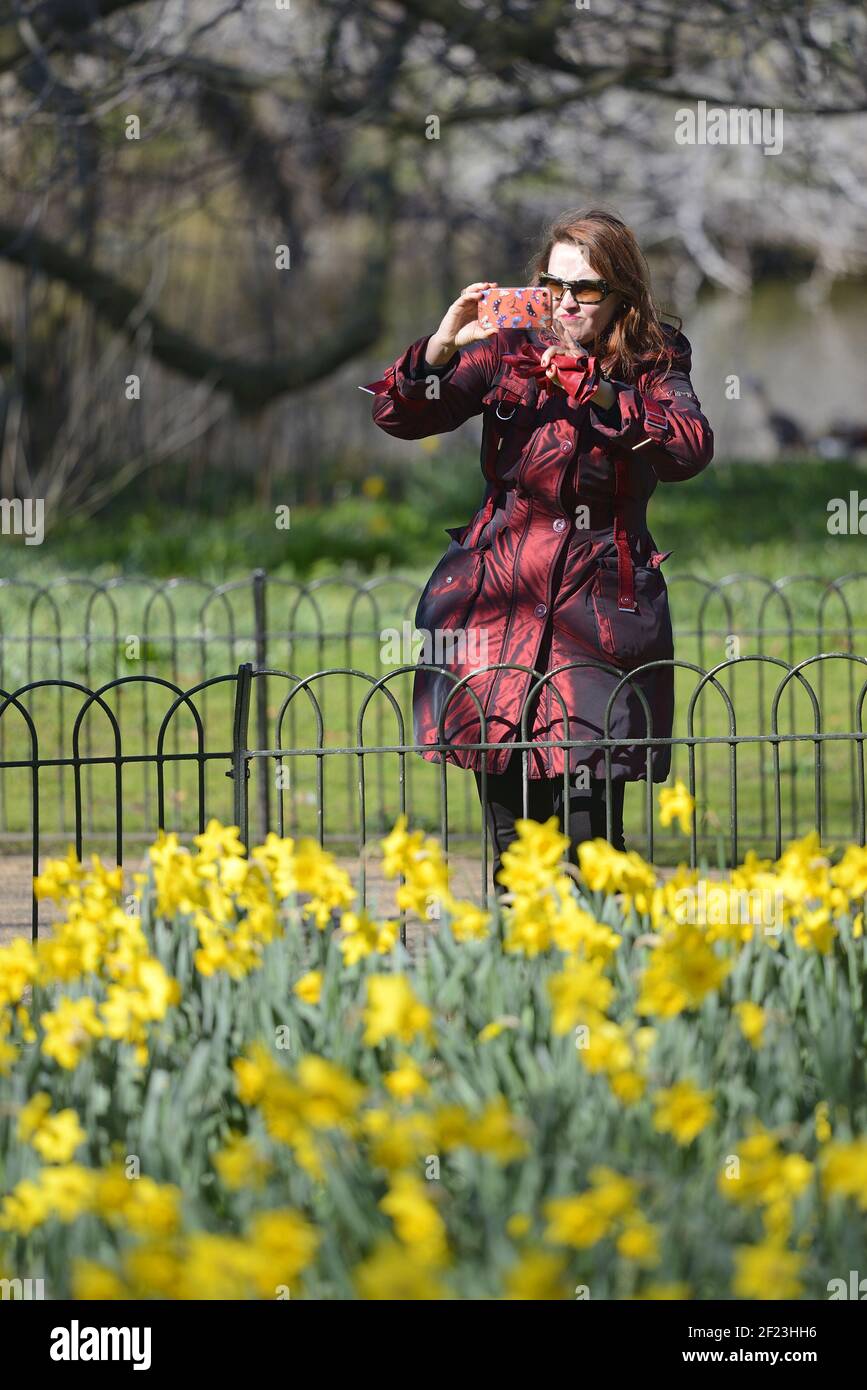 Londra, Inghilterra, Regno Unito. St James's Park - donna che fotografa i dafodili in una giornata di sole nel marzo 2021 Foto Stock