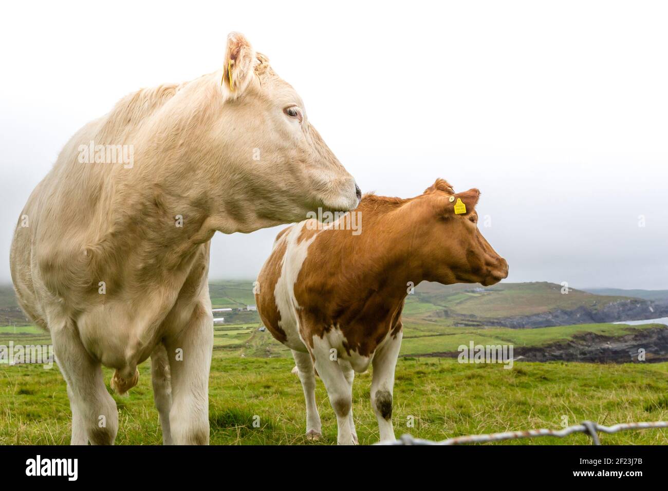 Due bovini irlandesi si avvicinano in un campo della contea di Kerry, Irlanda Foto Stock