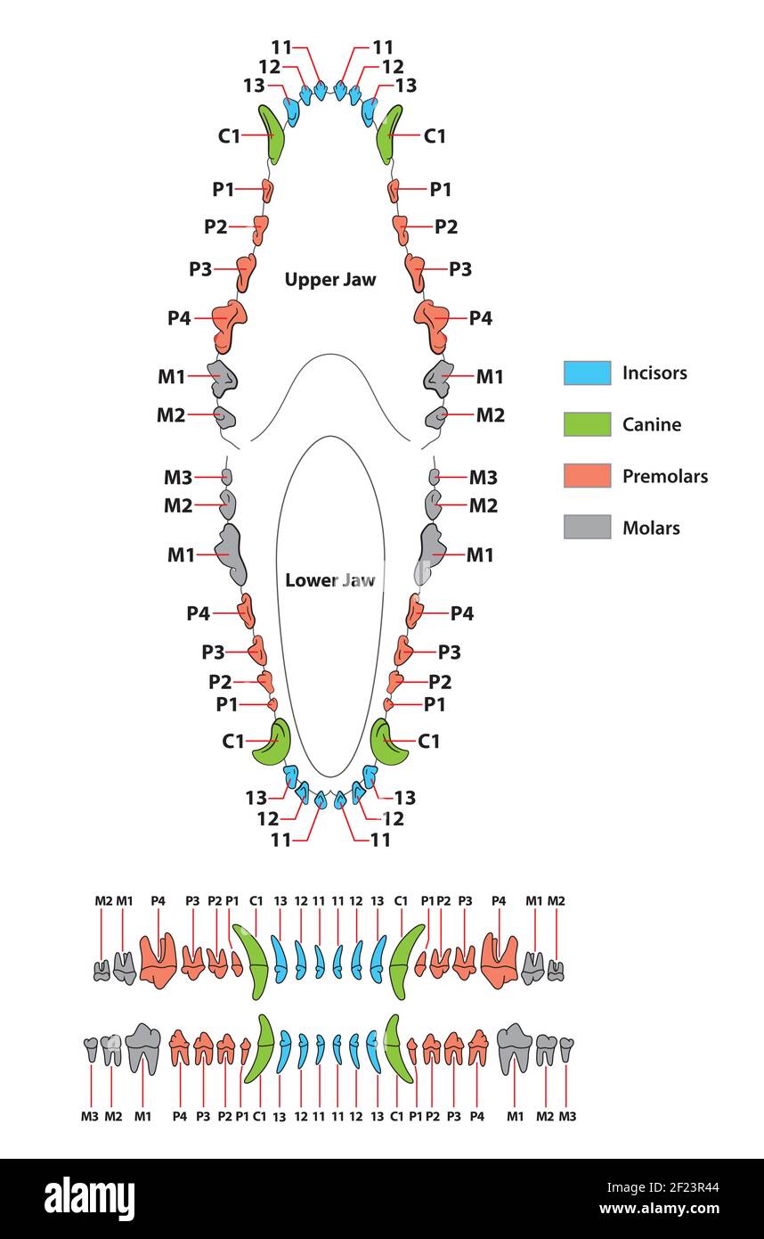 Costruzione di una formula dentale del dente del cane Illustrazione Vettoriale