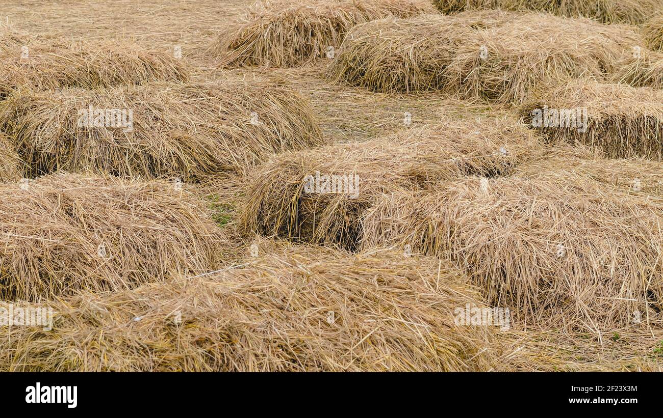 Posti a sedere e tavoli in balle di paglia per eventi e feste posati sul prato. Cannucce stoppie decorate per sedersi in campagna. Mobili fatti Foto Stock