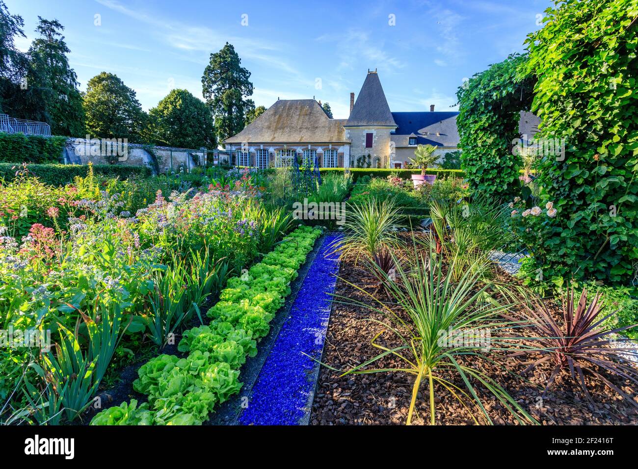 Francia, Loir et Cher, Cheverny, Chateau de Cheverny, l'orto, Valeriana viola, borragine, iride, lattuga, cordilinee meridionali (Cordiline Aust Foto Stock