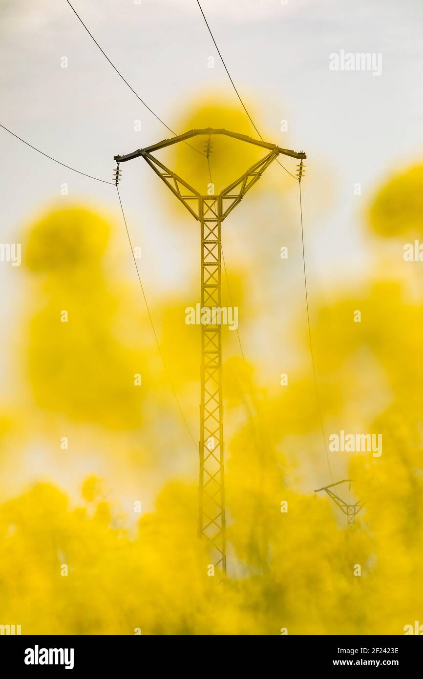 Fiori di colza gialli in un vasto campo di coltivazione, l'industria agroalimentare, vicino a Ejea de los Caballeros, ad Aragona, Spagna, attraversata da electricit Foto Stock