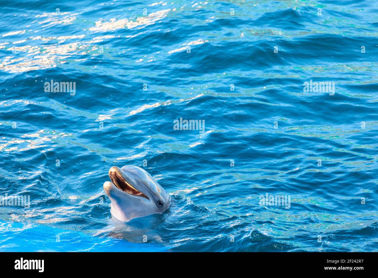 Delfino felice nel delfinario . Pesce addestrato nell'acqua blu Foto Stock