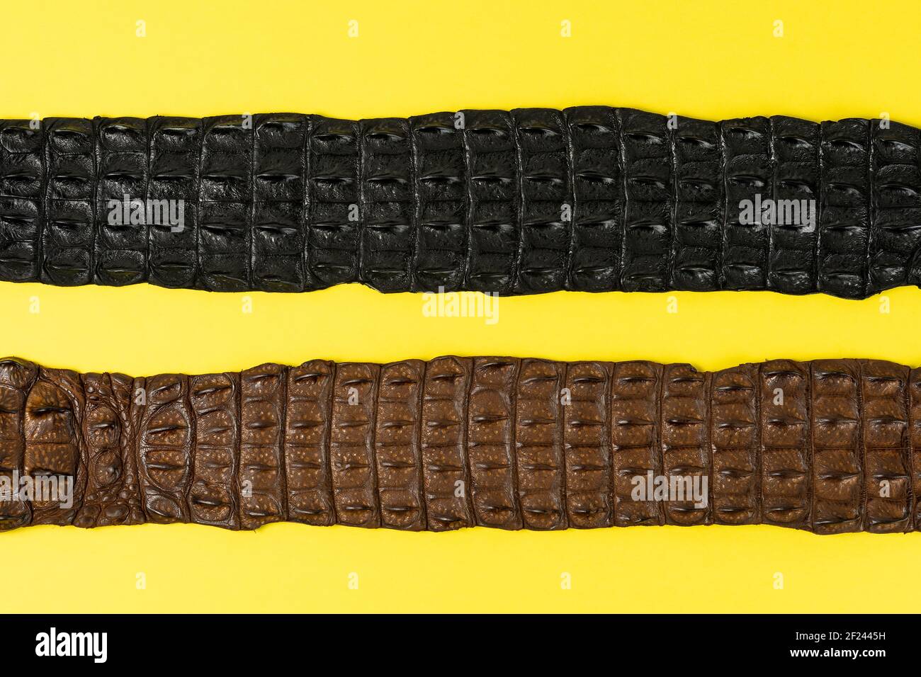 Cinture in pelle di coccodrillo su sfondo giallo. Concetto di moda minimale. Foto Stock
