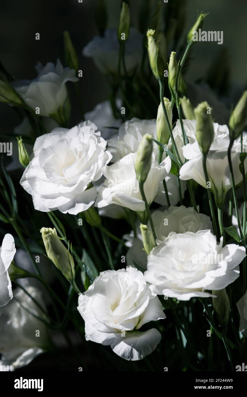 Primo piano di un bouquet di eustoma bianco fresco su uno sfondo scuro sfocato. Mazzo di fiori. Foto Stock