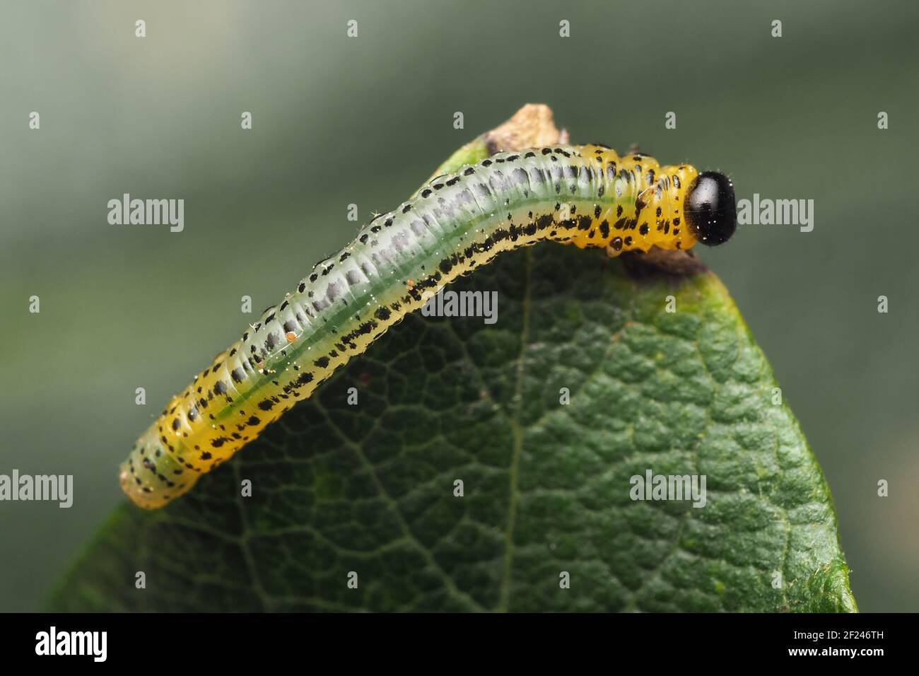 Euura miliaris larva di Sawfly sul salice. Tipperary, Irlanda Foto Stock