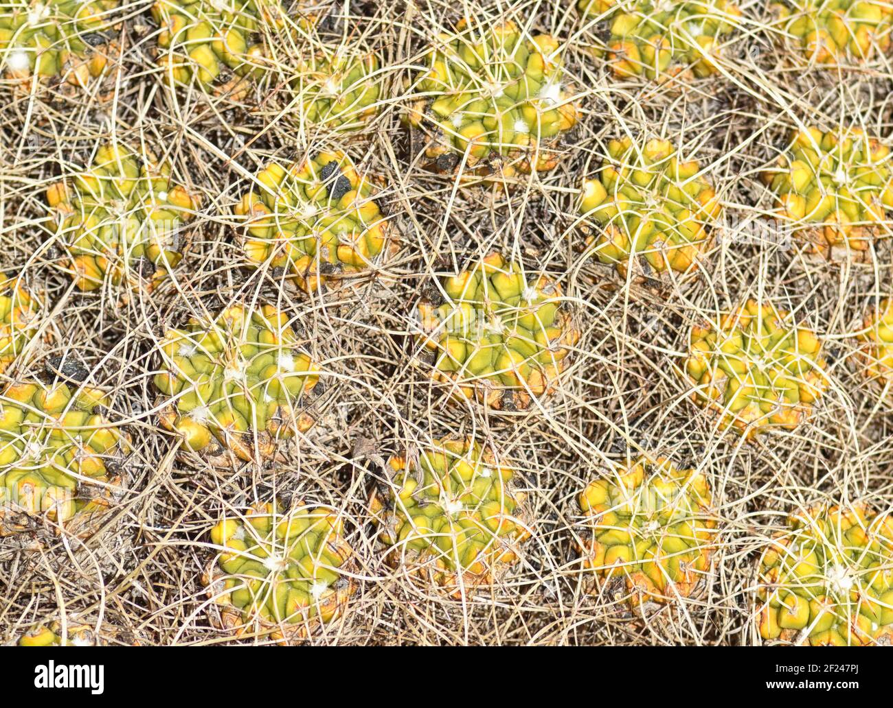 Anche la ‘Cristata’ di mammillaria elongata è chiamata coloritamente cactus cerebrale a causa della sua crescita convoluta e sinuosa. Foto Stock