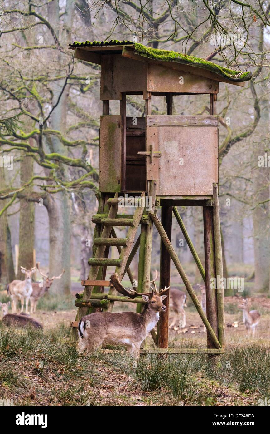 Dülmen, NRW, Germania. 10 marzo 2021. Un capriolo (maschio) di daino riposa tranquillamente da una pelle rialzata normalmente usata dai ranger della foresta, che hanno fornito più presto le barbabietole e le verdure della radice per completare la dieta della mandria del cervo. Il daino (dama dama) vagano nel bosco in un giorno di primavera mite ma nebbie. Le temperature più calde sono impostate in modo che si muovano. Credit: Imageplotter/Alamy Live News Foto Stock