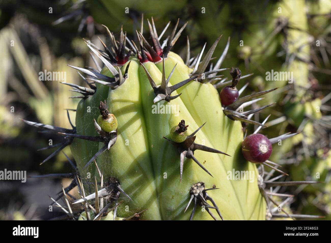 Nativo della penisola di Baja California del Messico. Una pianta che si estende e che assomiglia ad un albero. Candelabro cactus può raggiungere altezze di circa 3 metri Foto Stock