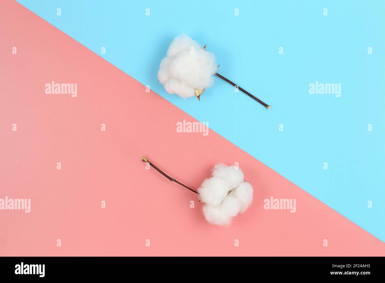 immagine piatta di palle di cotone su rosa e blu superficie Foto Stock