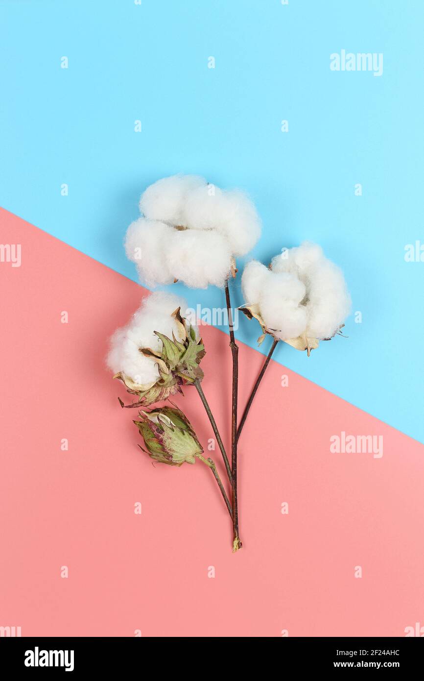 immagine piatta della pianta di cotone su rosa e blu sfondo Foto Stock