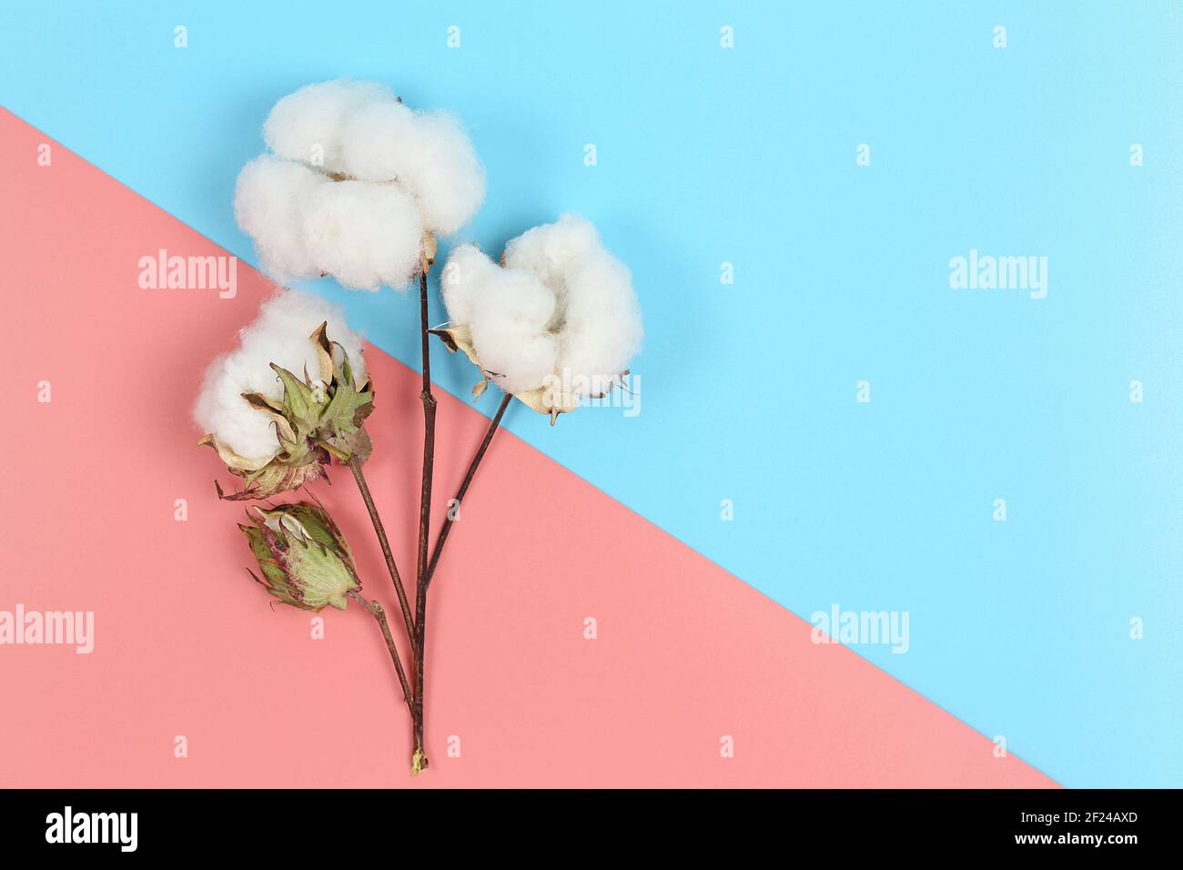 palle di cotone su superficie rosa e blu con spazio per la copia Foto Stock