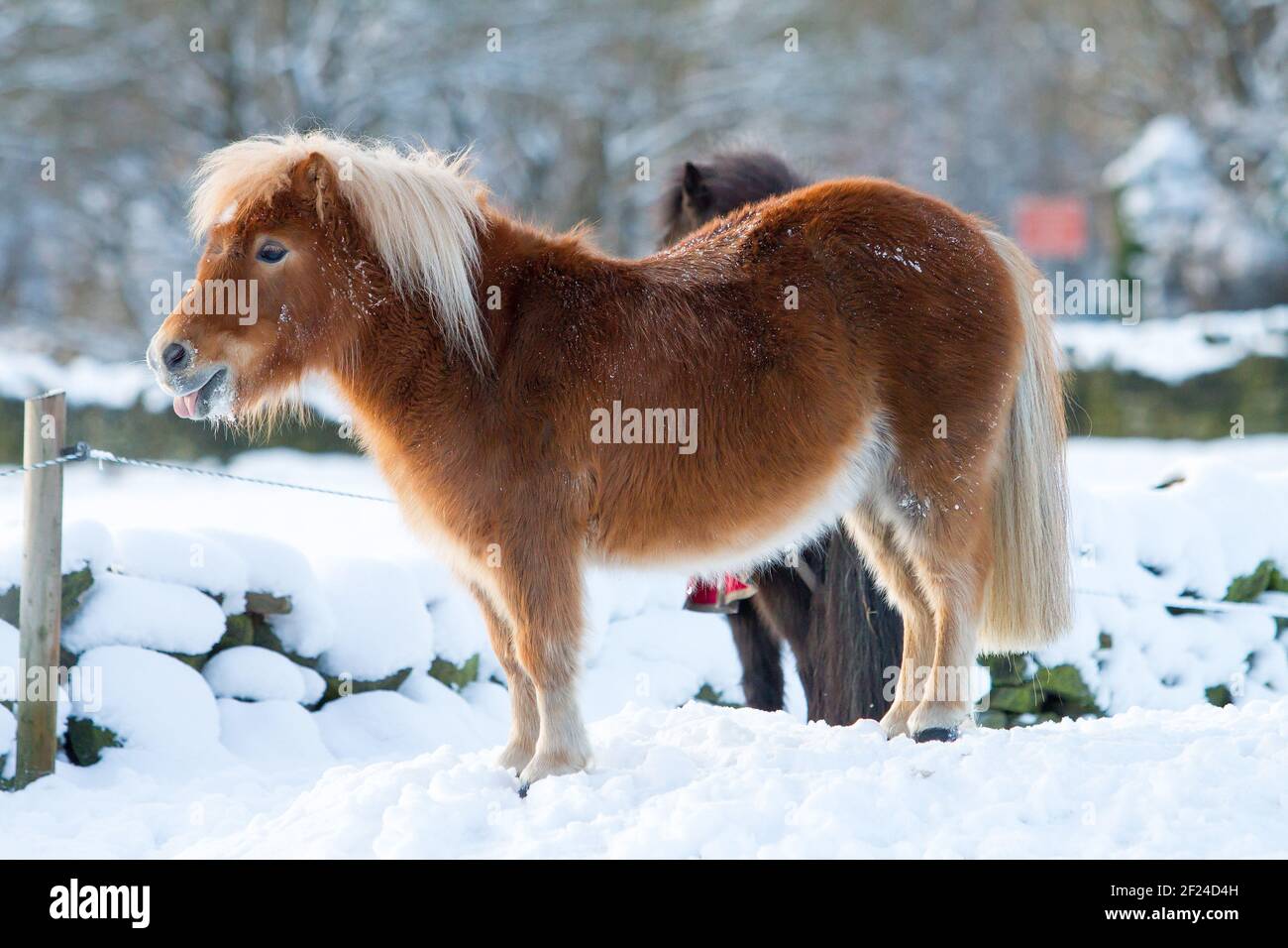 Pony nella neve Foto Stock