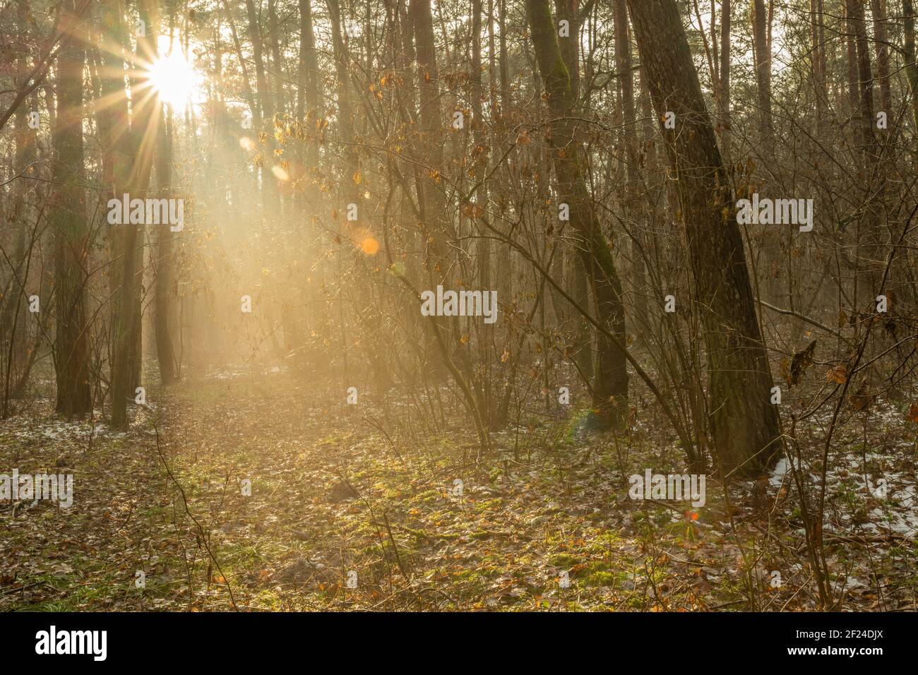 Sole glare in autunno e foresta nebbiosa Foto Stock