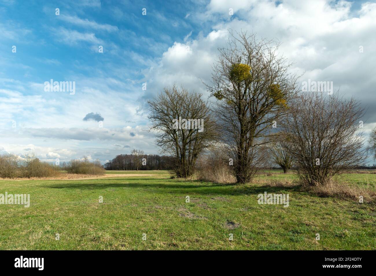Cespugli di primavera che crescono nel prato e nuvole contro cielo blu Foto Stock