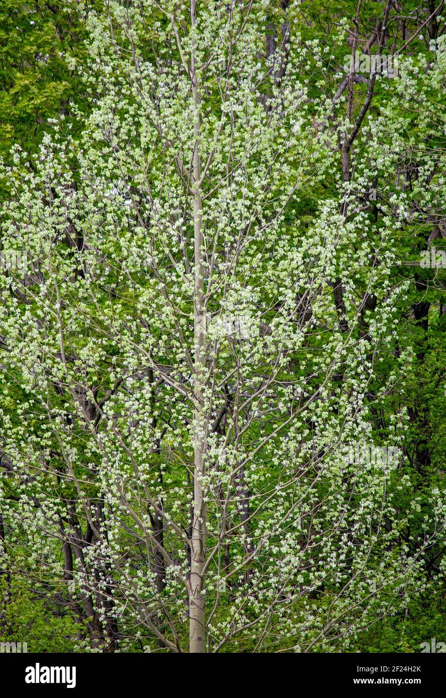 Dopo la maggior parte delle altre foglie di albero sono diventato verde in primavera Le nuove foglie di Bigtooth Aspen sono un bianco sporco rendere l'albero riconoscibile da un distan Foto Stock