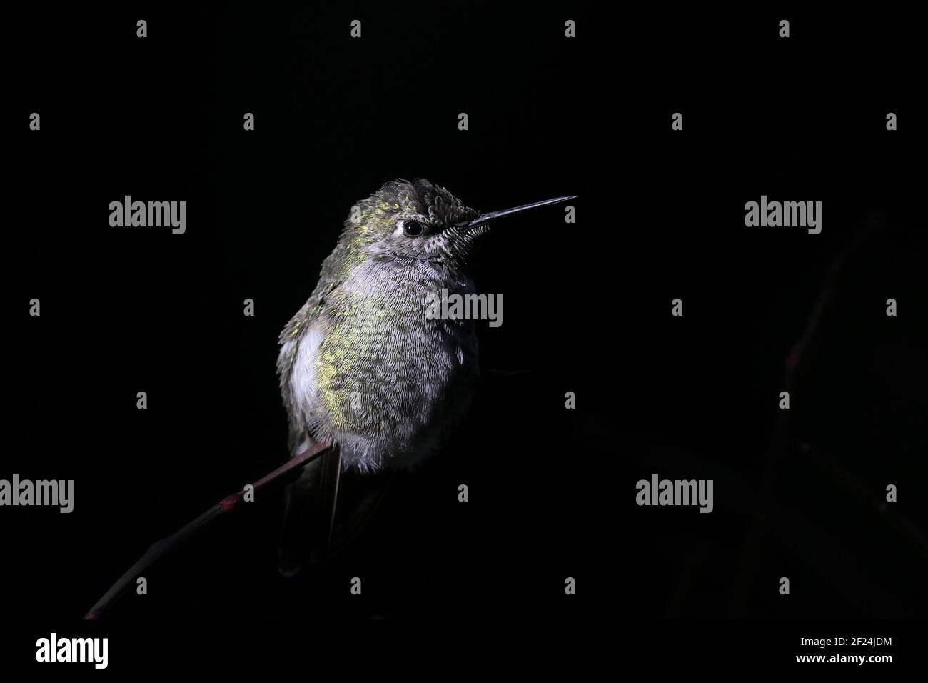Maschio Anna Hummingbird arroccato su un ramo Foto Stock