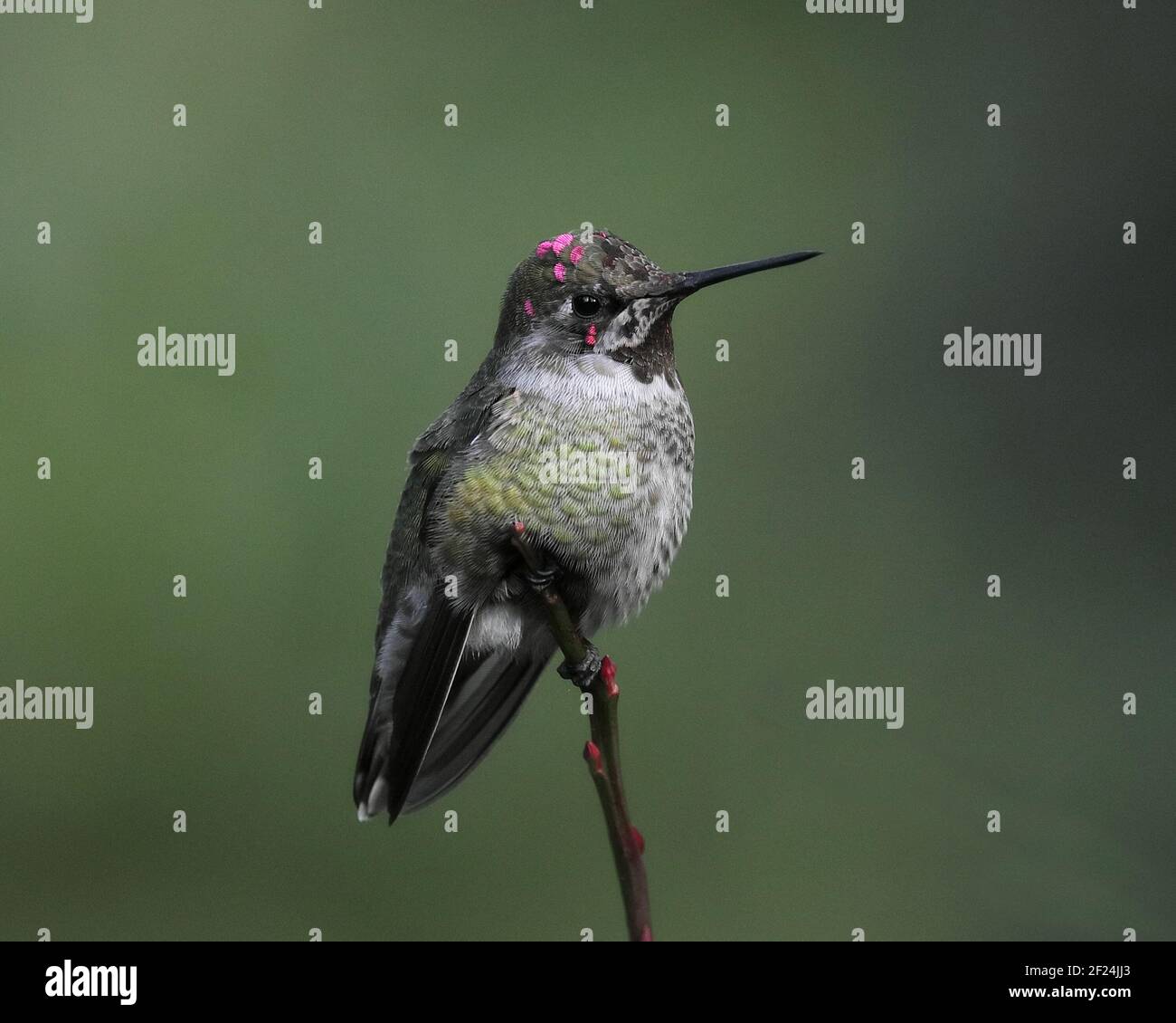 Maschio Anna Hummingbird arroccato su un ramo Foto Stock