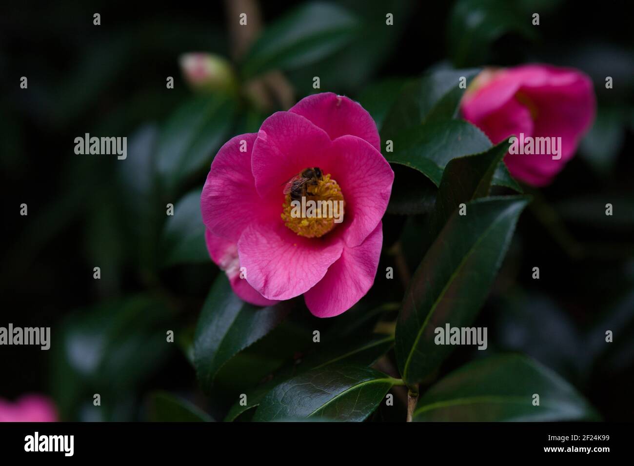 Primo piano di un'ape foraging per nettare su un rosa Giapponese Camellia / Camellia Japonica Foto Stock