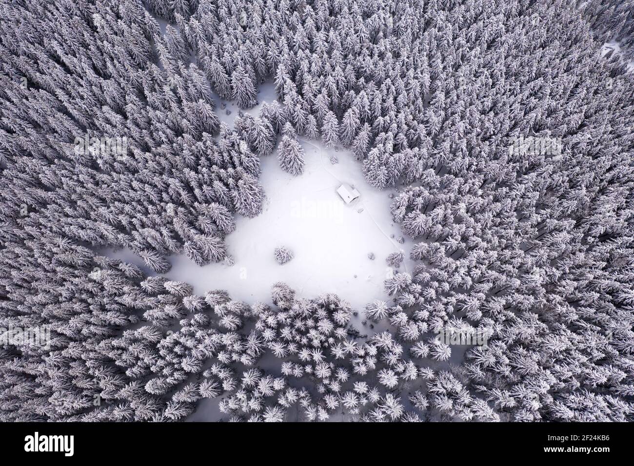 La cima del drone aereo vola sopra la foresta invernale di abete rosso e pino con cabina in legno. Abeti nella valle montana ricoperta di neve. Fotografia di paesaggio Foto Stock