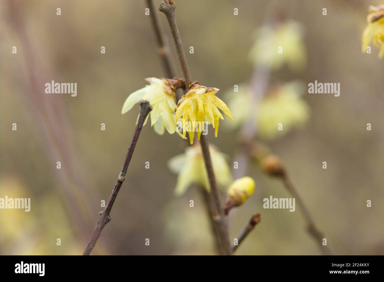 Vista del praecox Chimonanthus / Wintersweet / allspice giapponese Foto Stock