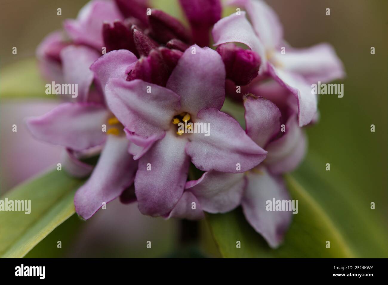 Macro di fiori viola-rosa di Daphne bholua 'Limpsfield' Foto Stock