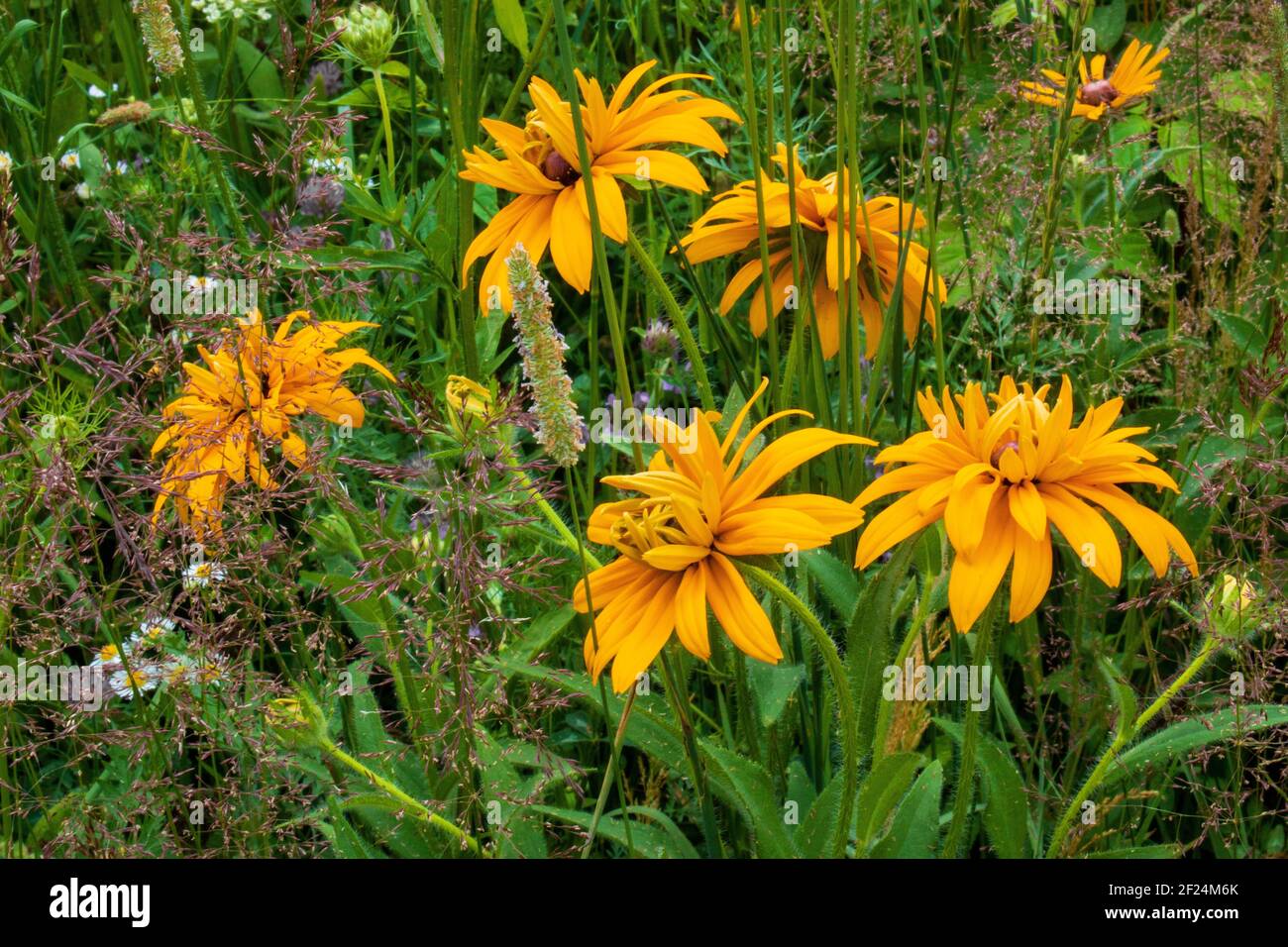 Un insolito Susan dagli occhi neri con fiori a doppio raggio in crescita naturale trovato crescere in un prato selvaggio nelle montagne Pocono della Pennsylvania. Foto Stock