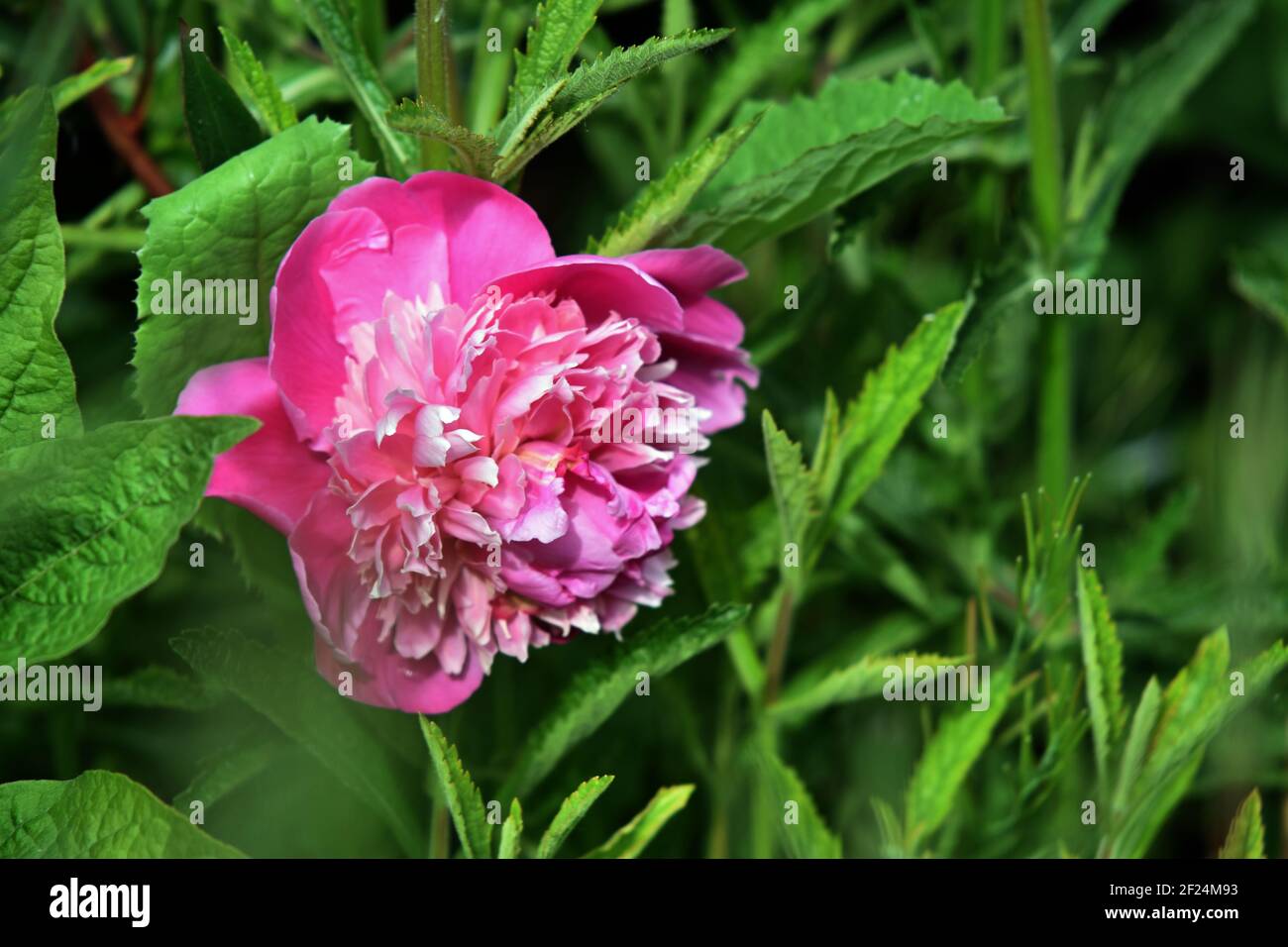 Peonie Foto Stock