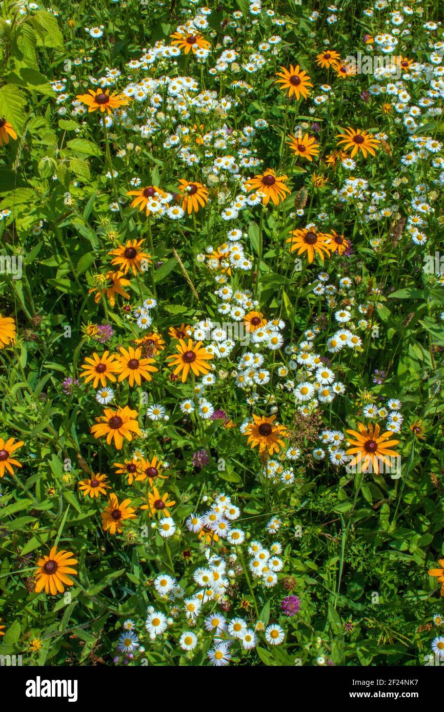 Susan e Daisy Fleabane dagli occhi neri sono spesso due fiori selvatici nativi trovato crescere insieme in vecchi campi e prati selvaggi nel Stati Uniti nord-est Foto Stock