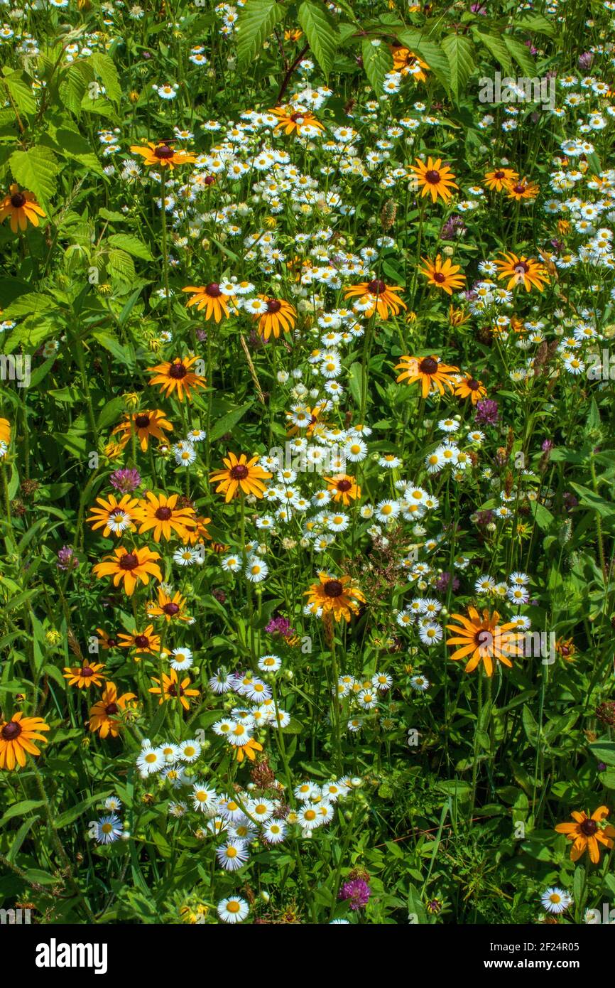 Susan e Daisy Fleabane dagli occhi neri sono spesso due fiori selvatici nativi trovato crescere insieme in vecchi campi e prati selvaggi nel Stati Uniti nord-est Foto Stock